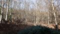 direkt am Wald